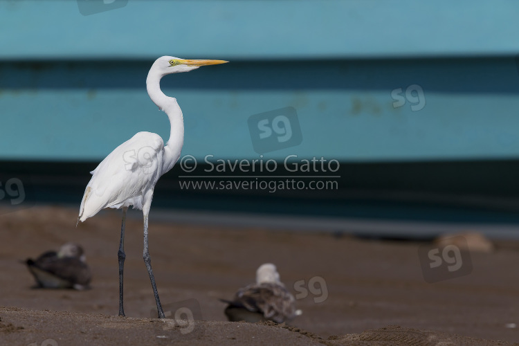 Airone bianco maggiore