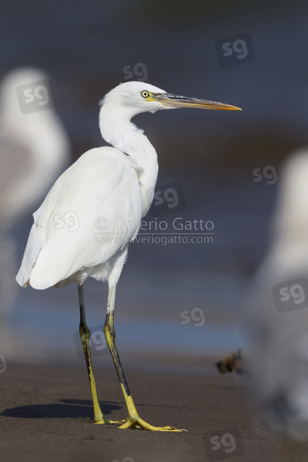 Wester Reef Heron