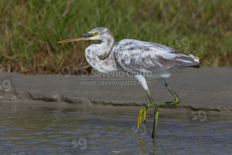 Wester Reef Heron