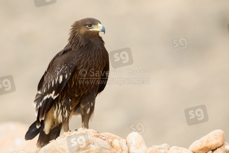 Greater Spotted Eagle