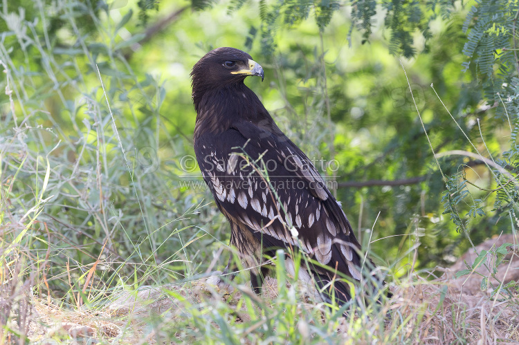 Greater Spotted Eagle