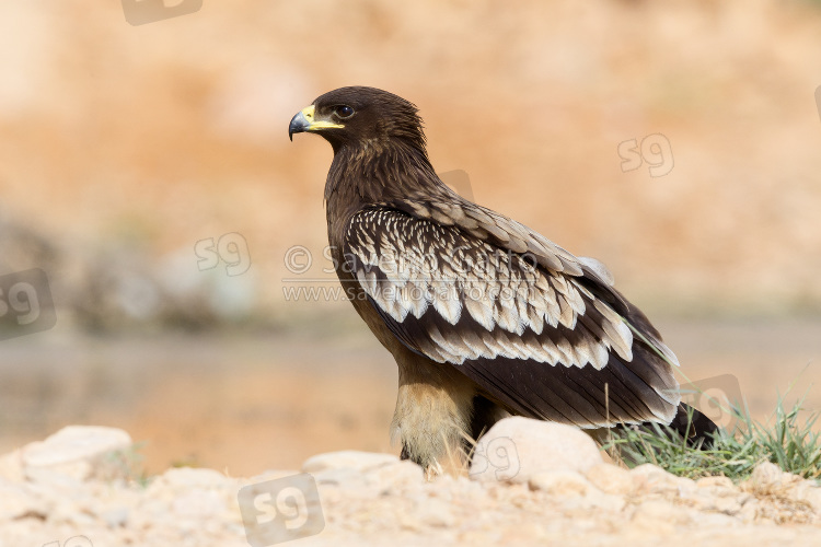 Greater Spotted Eagle