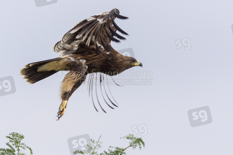 Greater Spotted Eagle