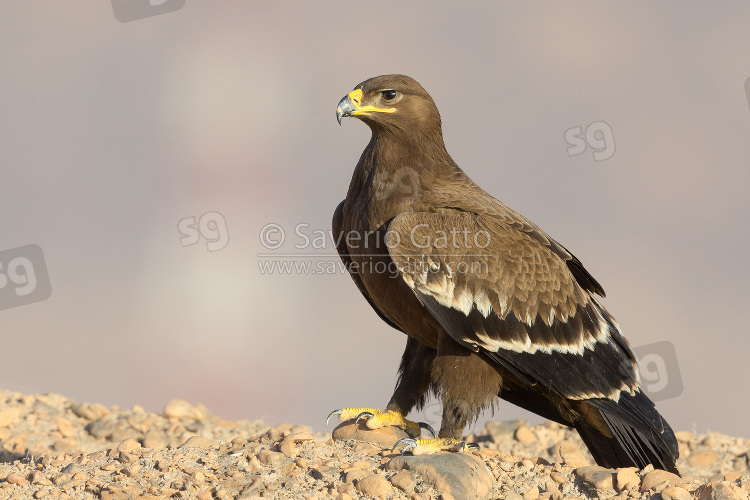 Steppe Eagle