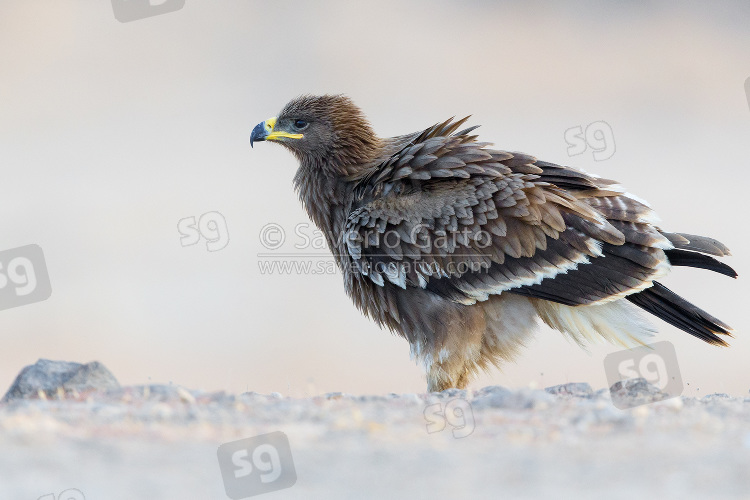 Steppe Eagle