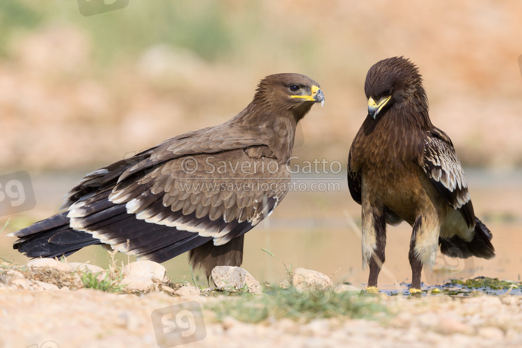 Aquila delle steppe