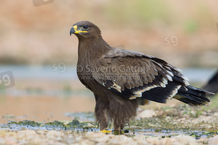 Aquila delle steppe