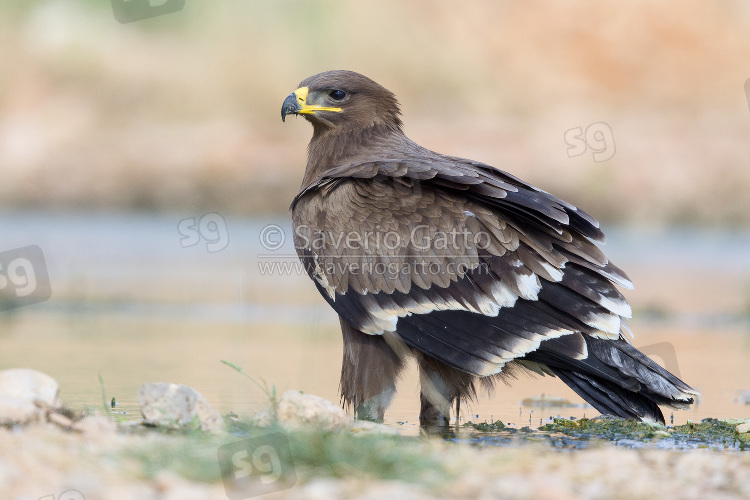 Aquila delle steppe