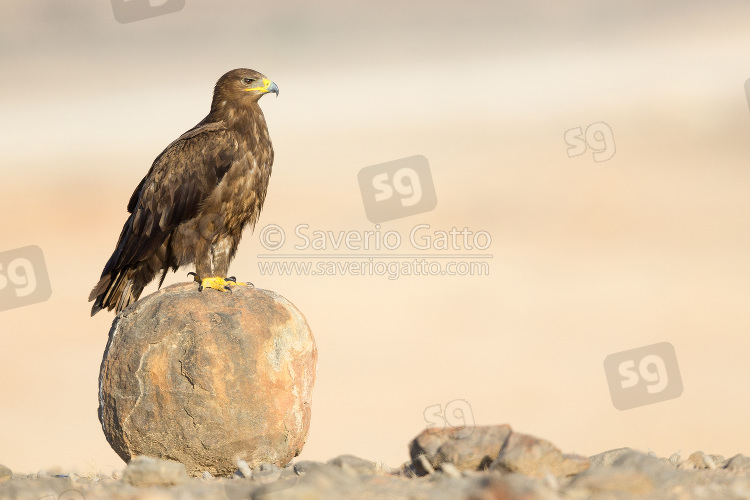 Aquila delle steppe