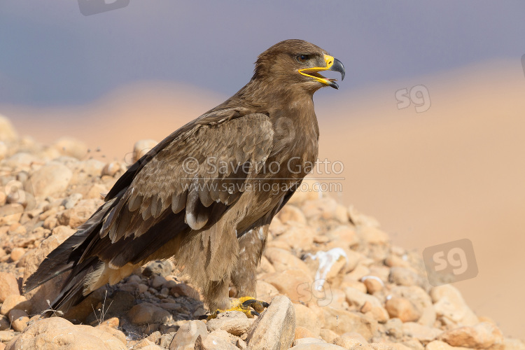 Aquila delle steppe