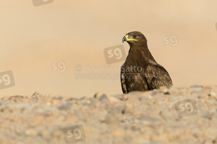 Aquila delle steppe