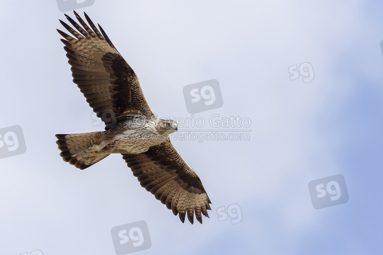 Aquila di Bonelli