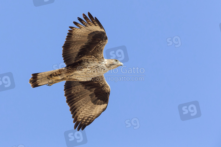 Bonelli's Eagle