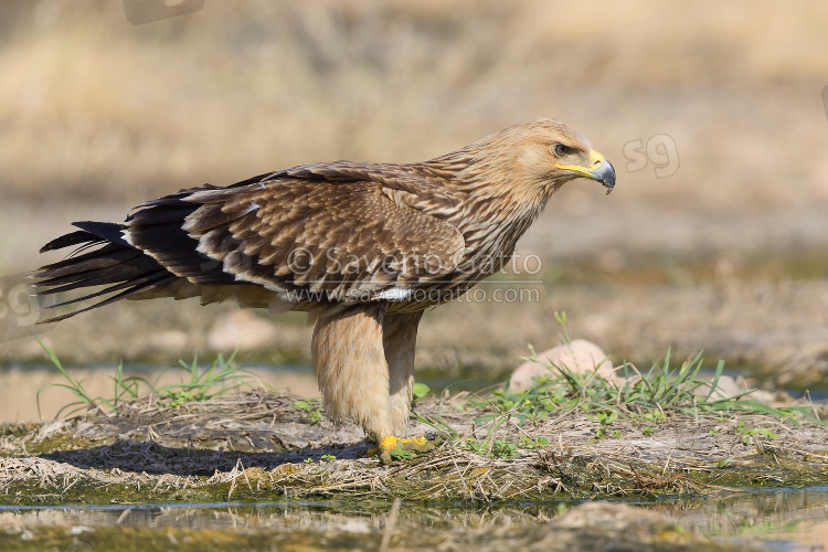 Eastern Imperial Eagle