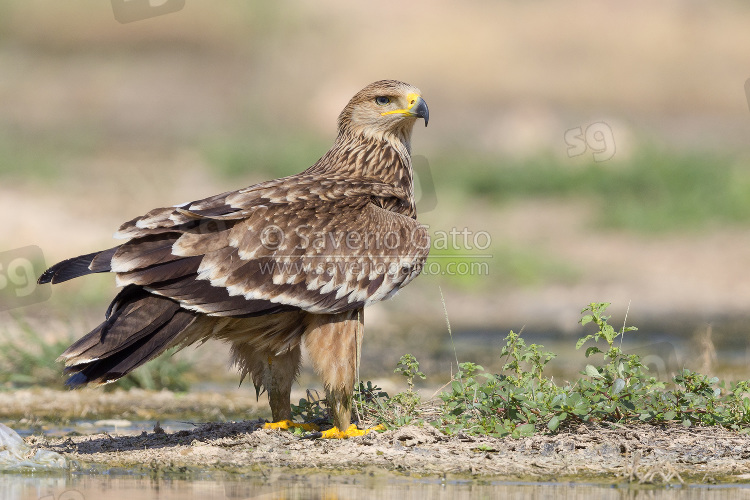 Eastern Imperial Eagle