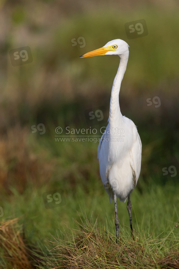 Intermediate Egret