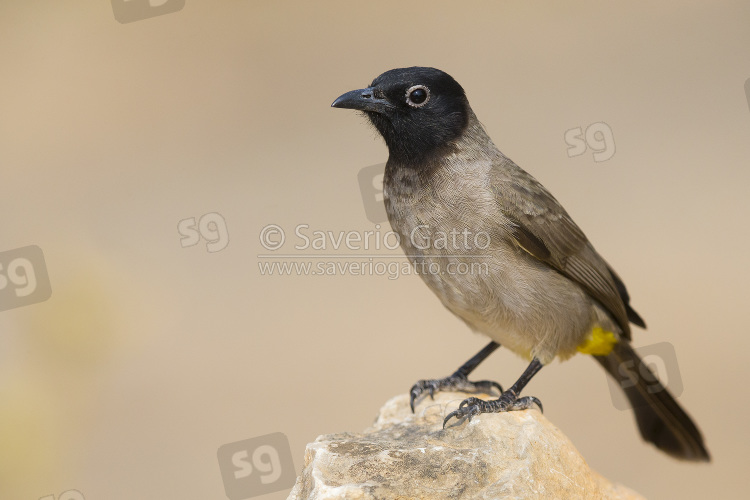 Bulbul dagli occhiali bianchi