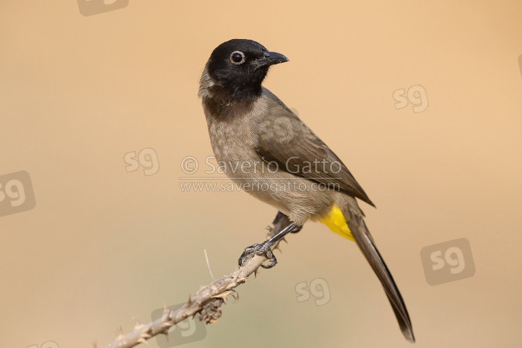 White-spectacled Bulbul