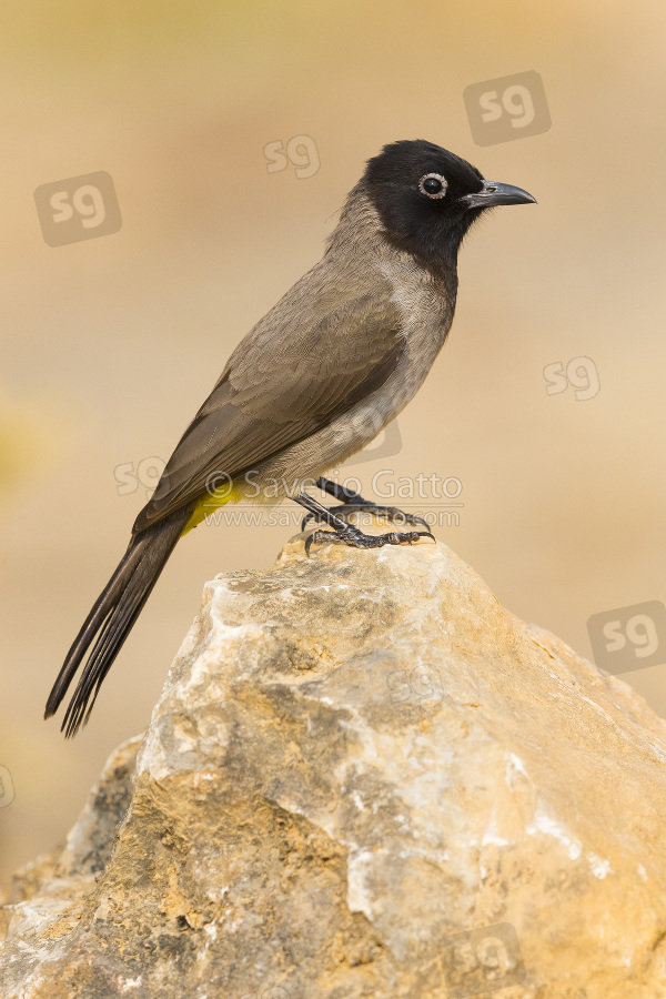 White-spectacled Bulbul