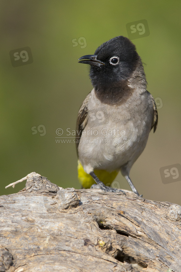 White-spectacled Bulbul