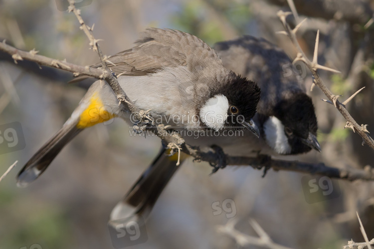 White-eared Bulbul