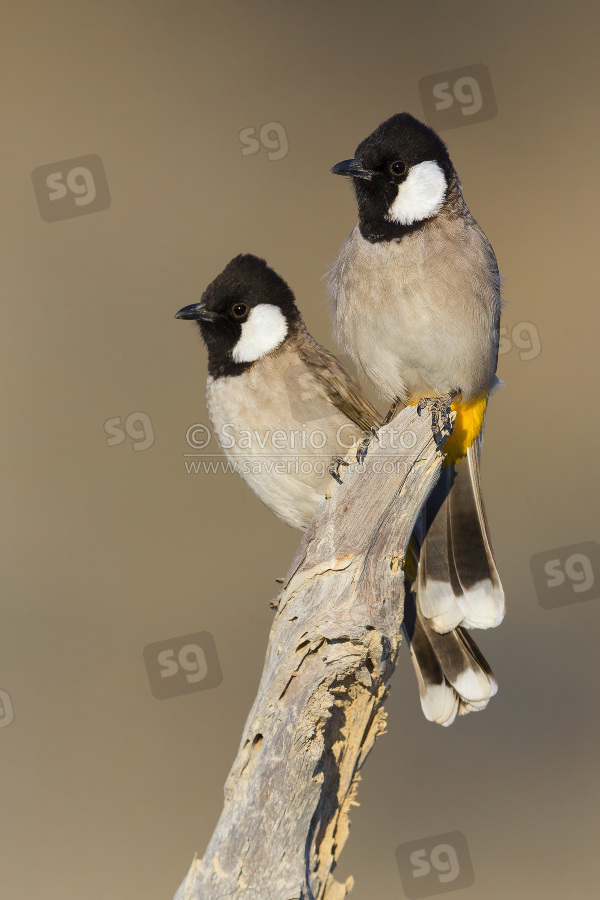 White-eared Bulbul