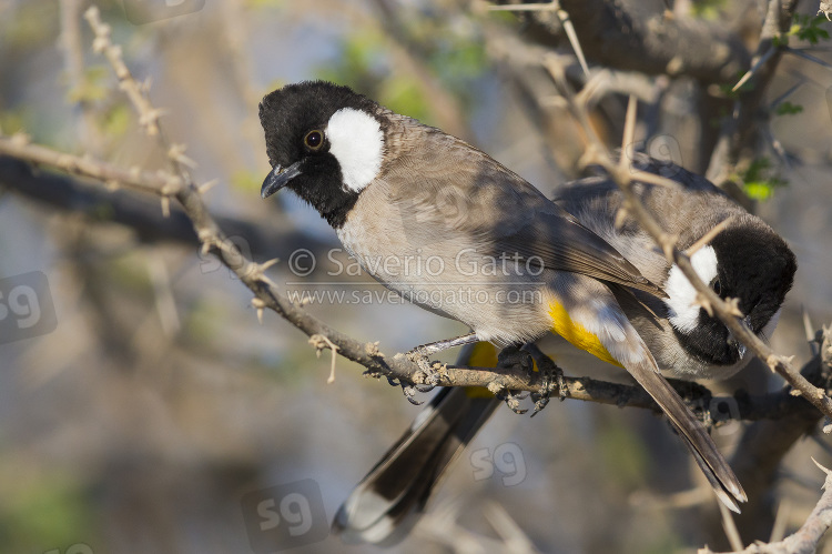 White-eared Bulbul