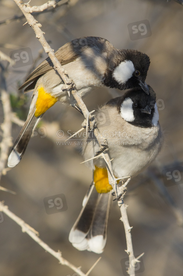 Bulbul orecchie bianche