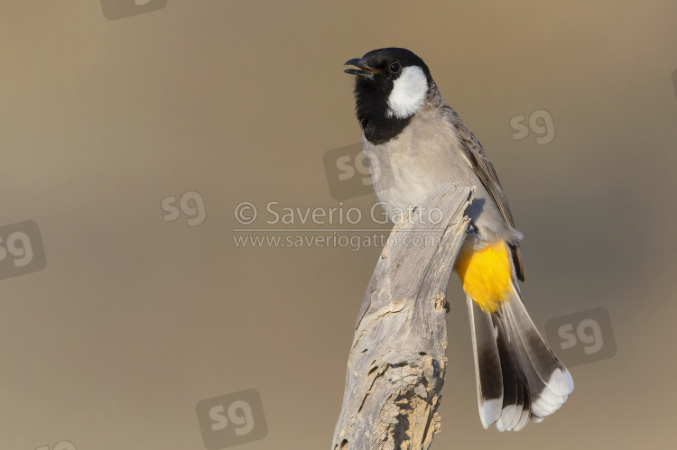 White-eared Bulbul