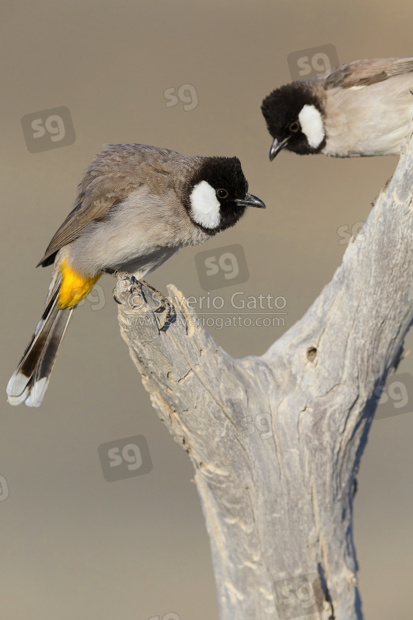 White-eared Bulbul