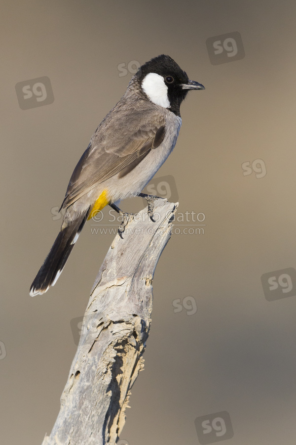 White-eared Bulbul