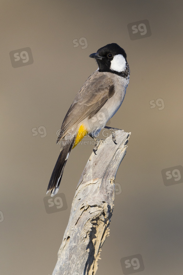 White-eared Bulbul