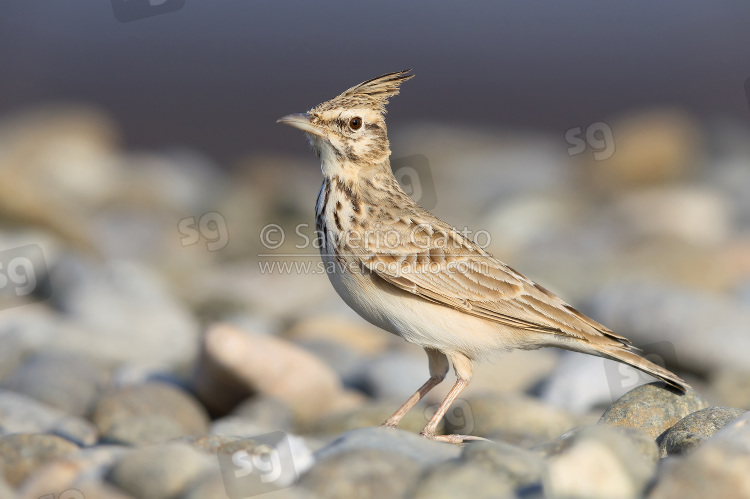 Crested Lark