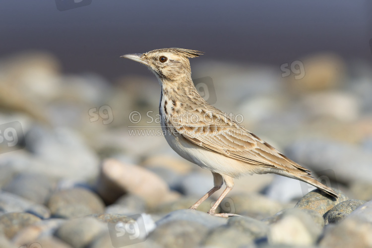 Crested Lark