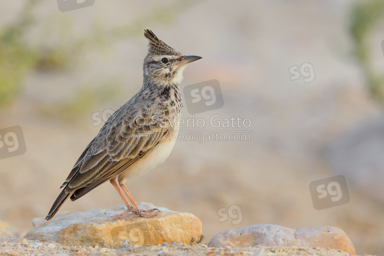 Crested Lark