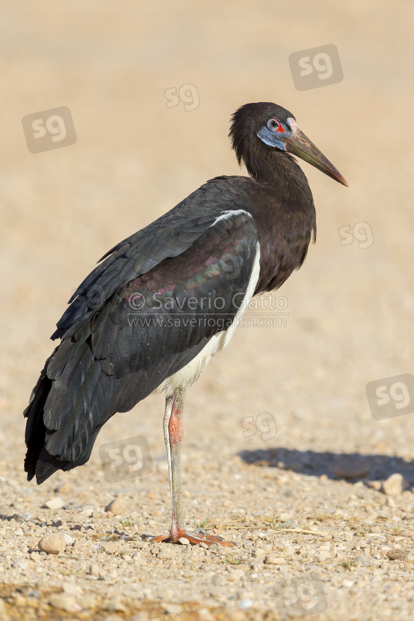 Abdim's Stork