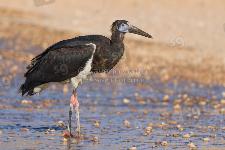 Abdim's Stork