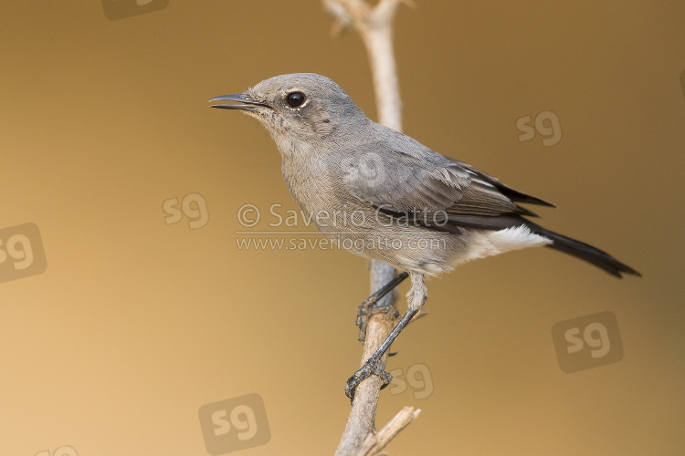 Sassicola codanera