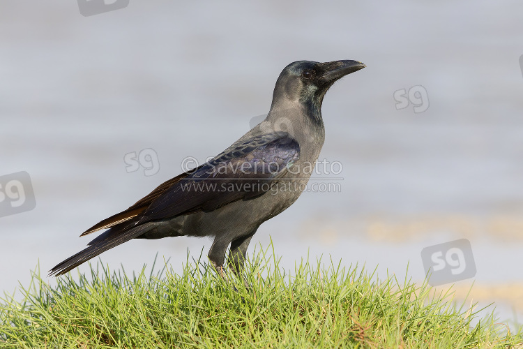 House Crow