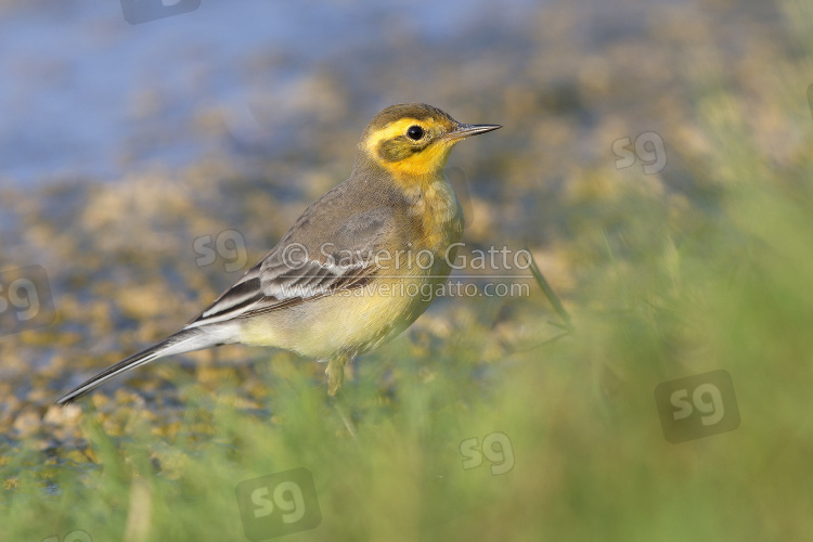 Citrine Wagtail