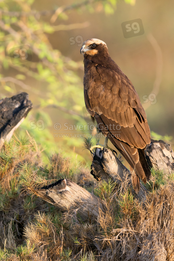 Falco di palude