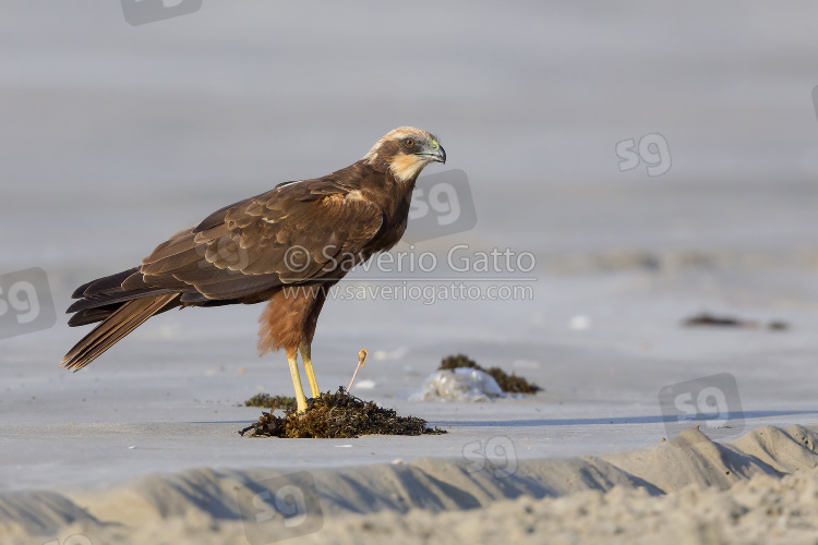 Marsh Harrier