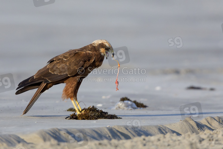 Marsh Harrier