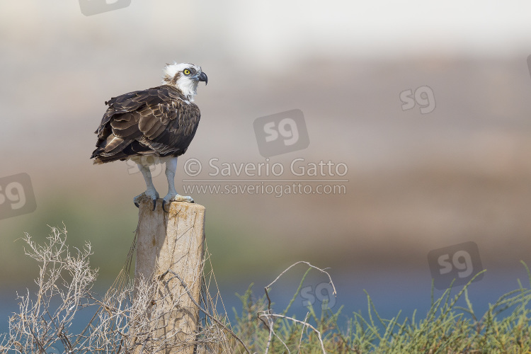 Falco pescatore