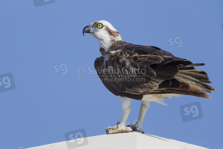 Falco pescatore