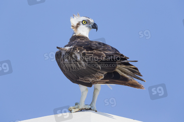 Falco pescatore