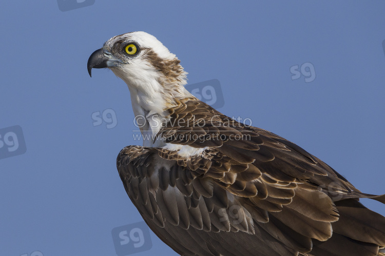 Western Osprey