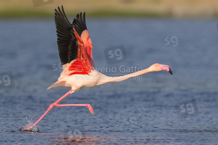 Greater Flamingo