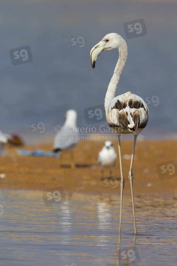 Greater Flamingo