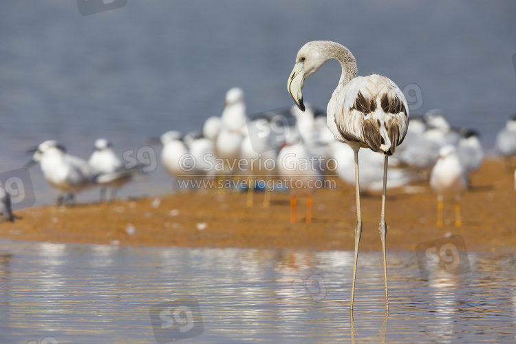 Greater Flamingo